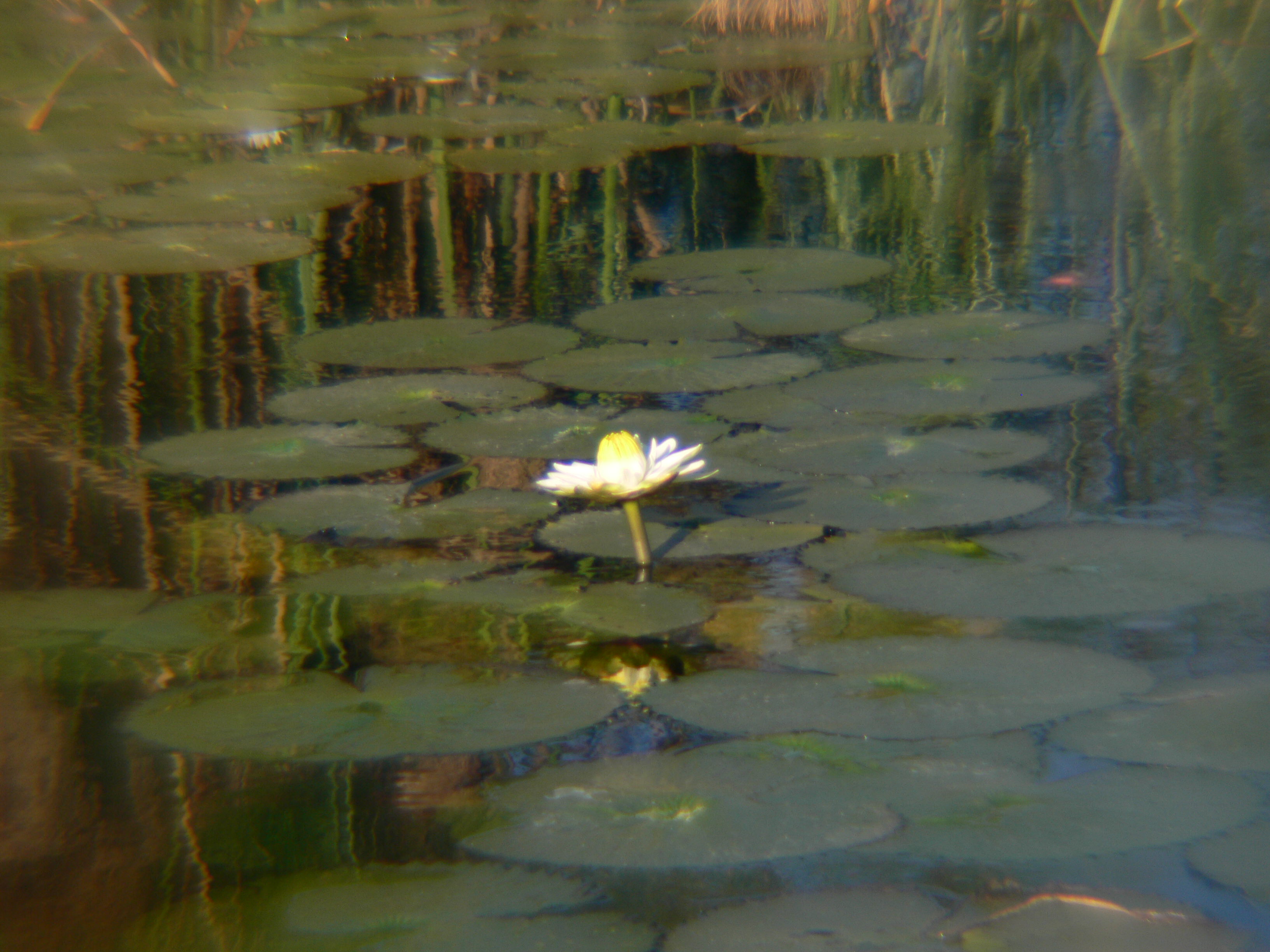 Caprivi