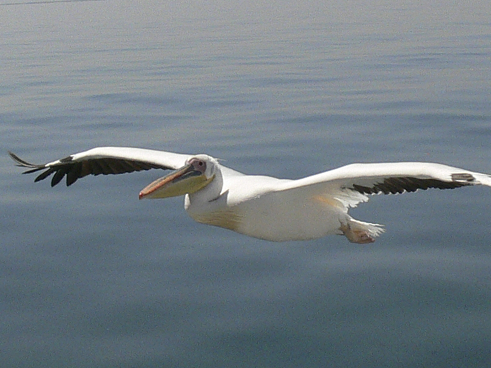 Walvis Bay & Swakopmund