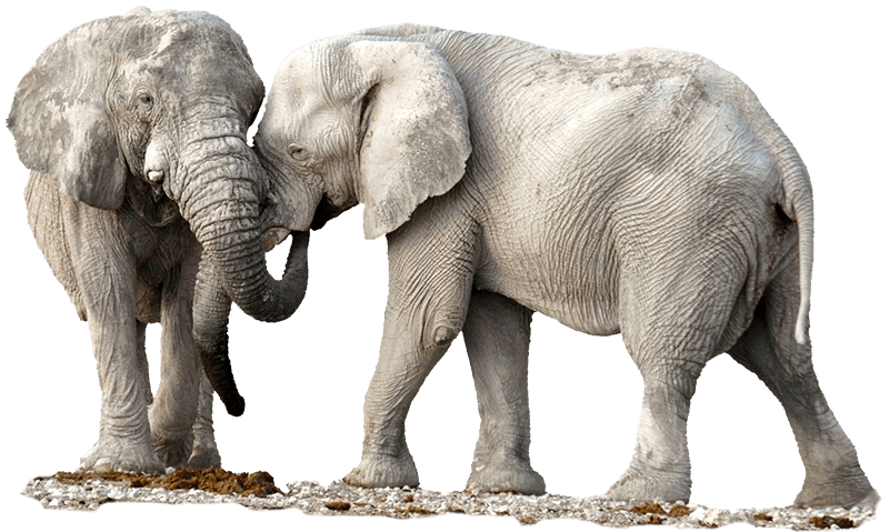 Elephants on Namibia Safari Tour