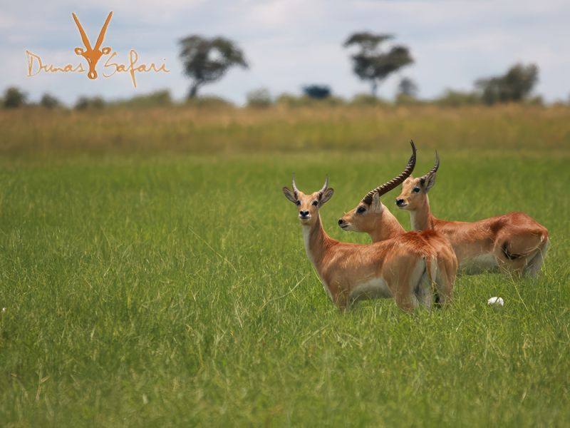 etosha-07