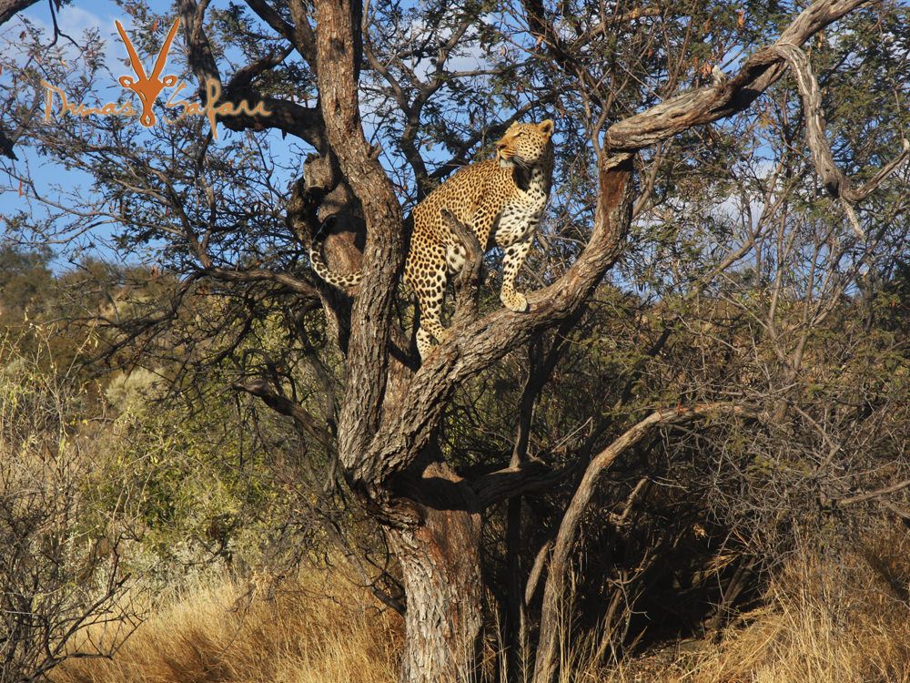 Tanzania Safari