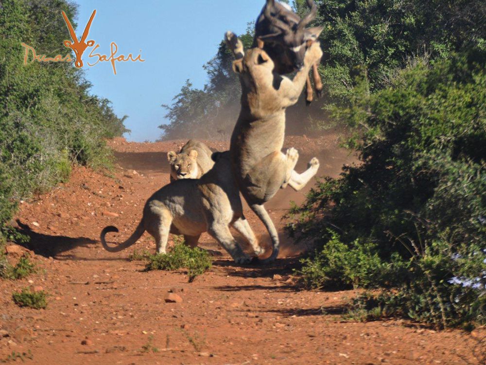 Kruger National Park, South Africa