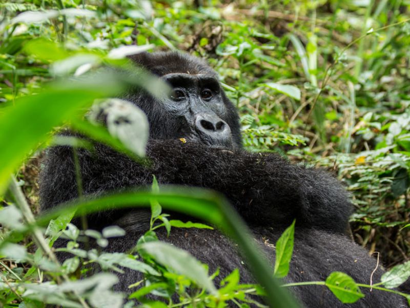 Gorilla Safari Rwanda